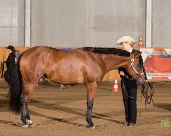 Pferd NH Mister Big One B (Quarter Horse, 2013, von Commander Good Bar)