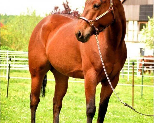 broodmare Rose (Quarter Horse, 2009)