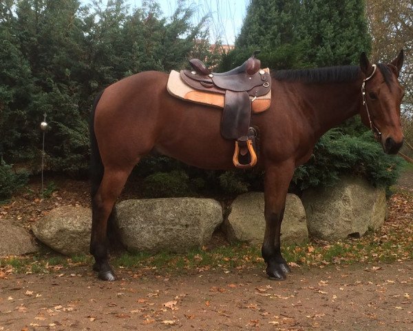 Pferd Joey (Quarter Horse, 2008)