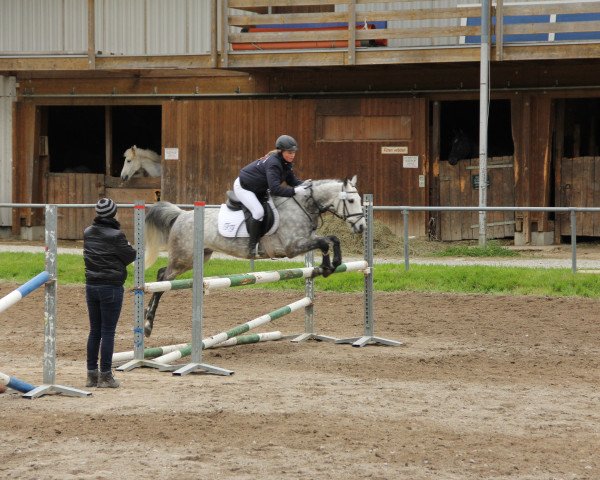 horse Deep Velvet (German Riding Pony, 1998, from Deister)