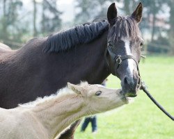 Zuchtstute Tzalina Fleur (Deutsches Reitpony, 1996, von Till The Champ)