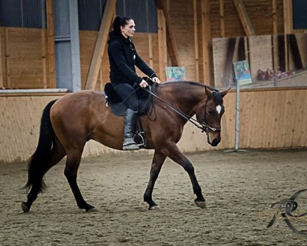 Springpferd Mr. Herman's Boy (Quarter Horse, 1999)