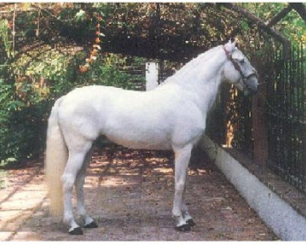 stallion Zimbro II (Lusitano, 1981, from Nilo)