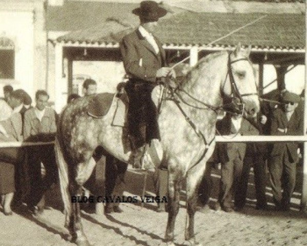 stallion Que-Ba (Lusitano, 1951, from Gilbardeiro)