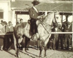 Deckhengst Que-Ba (Lusitano, 1951, von Gilbardeiro)