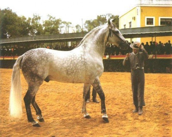 stallion Panadero VIII (Pura Raza Espanola (PRE), 1975, from Lebrijano III)