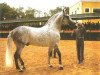 stallion Panadero VIII (Pura Raza Espanola (PRE), 1975, from Lebrijano III)
