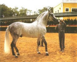 stallion Panadero VIII (Pura Raza Espanola (PRE), 1975, from Lebrijano III)