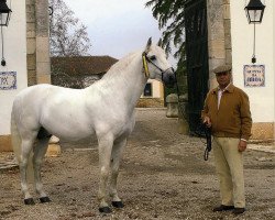 Deckhengst Quinteiro Da Broa (Lusitano, 1997, von Embroque)