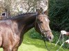 broodmare Very Sweety (German Riding Pony, 2011, from Dressman III)