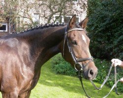 broodmare Very Sweety (German Riding Pony, 2011, from Dressman III)