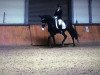 dressage horse Schlawiner 34 (Trakehner, 2004, from Argonaut)