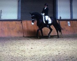 dressage horse Schlawiner 34 (Trakehner, 2004, from Argonaut)