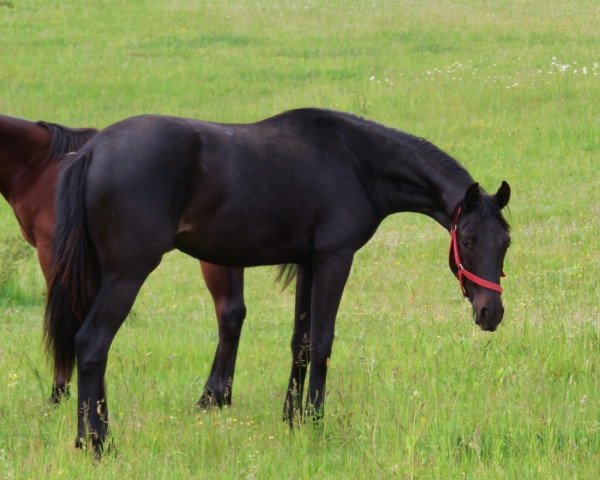 dressage horse First Fantastic (Hanoverian, 2014, from Fantastic)