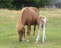 broodmare Embla von Svada-Kol-Kir (Iceland Horse, 1992, from Andvari frá Sauðárkróki)