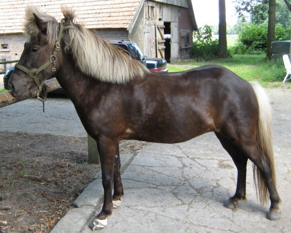 Zuchtstute Stjarna vom Quillerhof (Islandpferd, 2006, von Lettir vom Quillerhof)