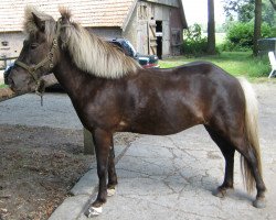 broodmare Stjarna vom Quillerhof (Iceland Horse, 2006, from Lettir vom Quillerhof)