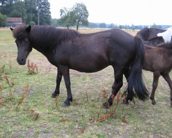 broodmare Væna vom Quillerhof (Iceland Horse, 1997, from Vafi von Asbeck)