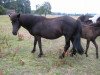 broodmare Væna vom Quillerhof (Iceland Horse, 1997, from Vafi von Asbeck)