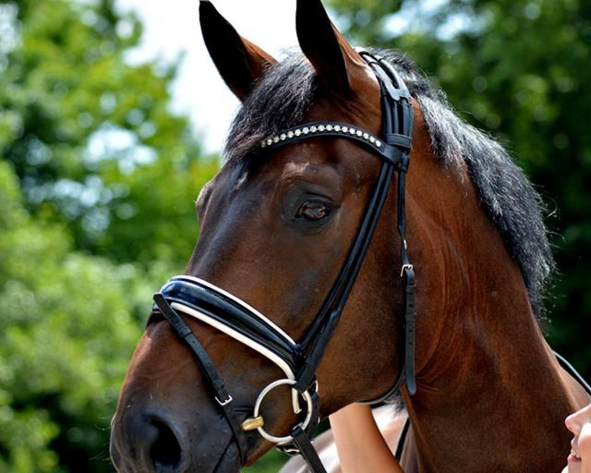 Dressurpferd Faedon (Oldenburger, 2009, von Florencio I)