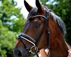 dressage horse Faedon (Oldenburger, 2009, from Florencio I)