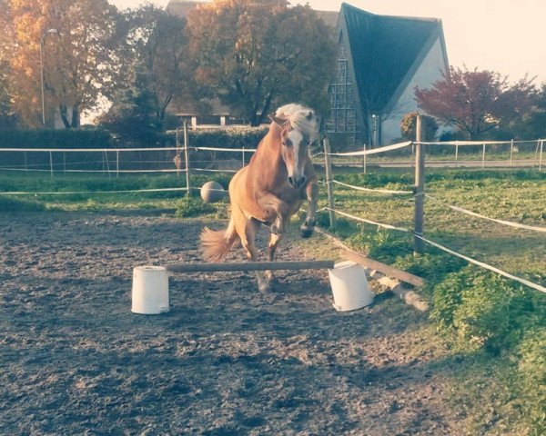 horse indira (Haflinger, 2012, from Woodland)