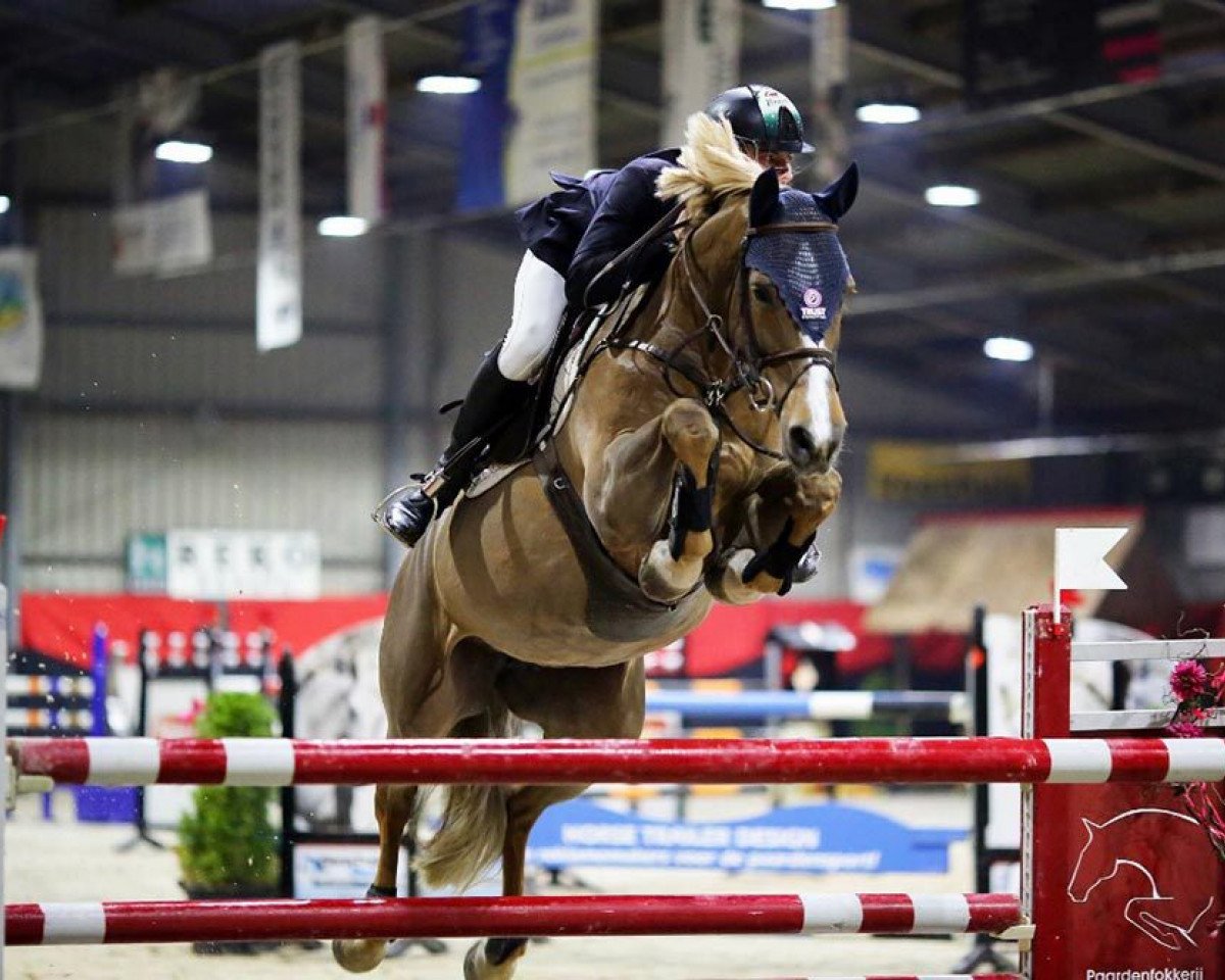 jumper Kashmira 2 (Zangersheide riding horse, 2005, from Kashmir van't Schuttershof)