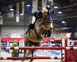 jumper Kashmira 2 (Zangersheide riding horse, 2005, from Kashmir van't Schuttershof)