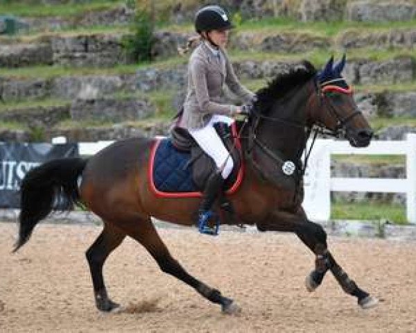 jumper Charming Clary (Belgian Warmblood, 2002, from Robin des Bruyères)