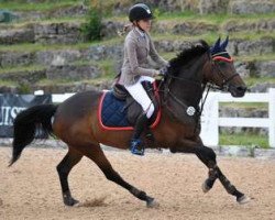 jumper Charming Clary (Belgian Warmblood, 2002, from Robin des Bruyères)