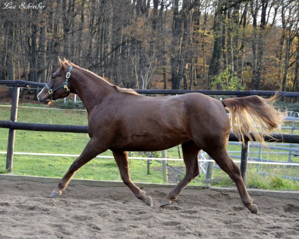 horse BB Coloured Lee Pine (Appaloosa, 2012, from BB Coloured Jumpy)