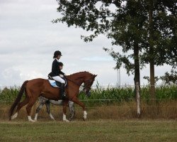 horse Insayd (German Sport Horse, 2005, from Ituango xx)