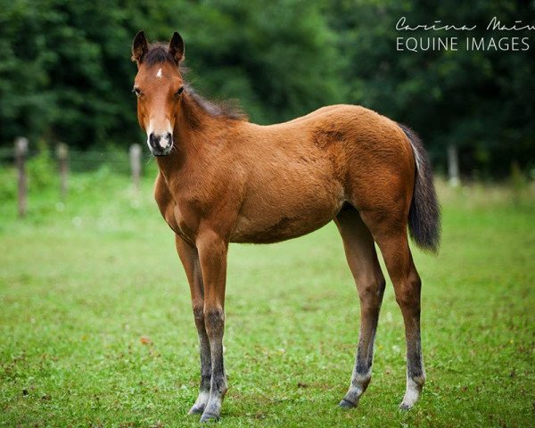 Pferd Mogli (Quarter Horse, 2015, von The Sharp Shooter)