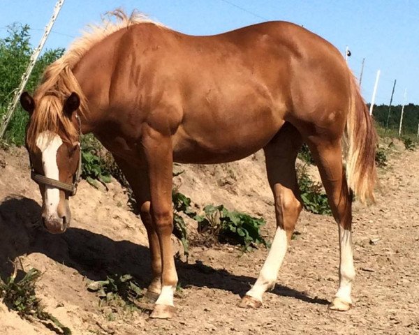 Pferd Takeasnapinhollywood (Quarter Horse, 2014, von Dun Gettin It Dun)