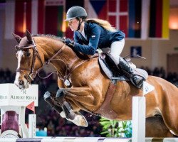 jumper Casablanca (Oldenburg show jumper, 2007, from Contendro I)