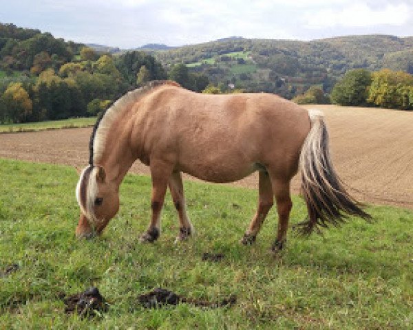 broodmare Jana (Fjord Horse, 2003, from Irving)