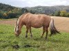 broodmare Jana (Fjord Horse, 2003, from Irving)