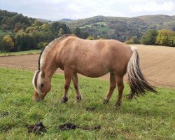 broodmare Jana (Fjord Horse, 2003, from Irving)