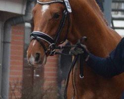 dressage horse Damon's Foxx (Oldenburg, 2012, from Damon Hill)