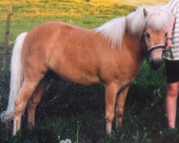 Deckhengst Jupiter (Dt.Part-bred Shetland Pony, 1986, von Juwel)