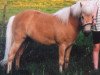 stallion Jupiter (Dt.Part-bred Shetland pony, 1986, from Juwel)