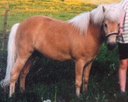 stallion Jupiter (Dt.Part-bred Shetland pony, 1986, from Juwel)