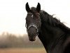 dressage horse Firlefanz 100 (Oldenburg, 2007, from Faustinus)