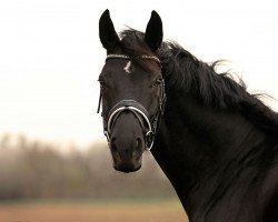 dressage horse Firlefanz 100 (Oldenburg, 2007, from Faustinus)