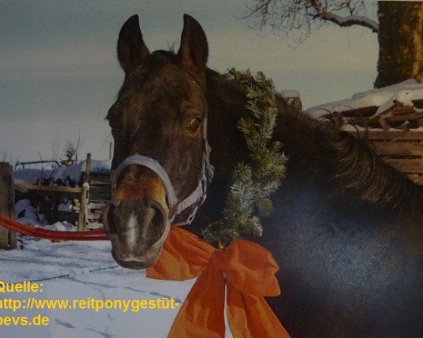 broodmare Nice Future (German Riding Pony, 1995, from Night-Star I)