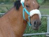 dressage horse Dauphin BEVS (German Riding Pony, 2012, from Diors Daikiri)