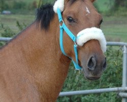 dressage horse Dauphin BEVS (German Riding Pony, 2012, from Diors Daikiri)