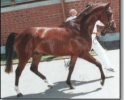 stallion Leonardo da Vinci AA (Anglo-Arabs, 1998, from Wladislaw xx)