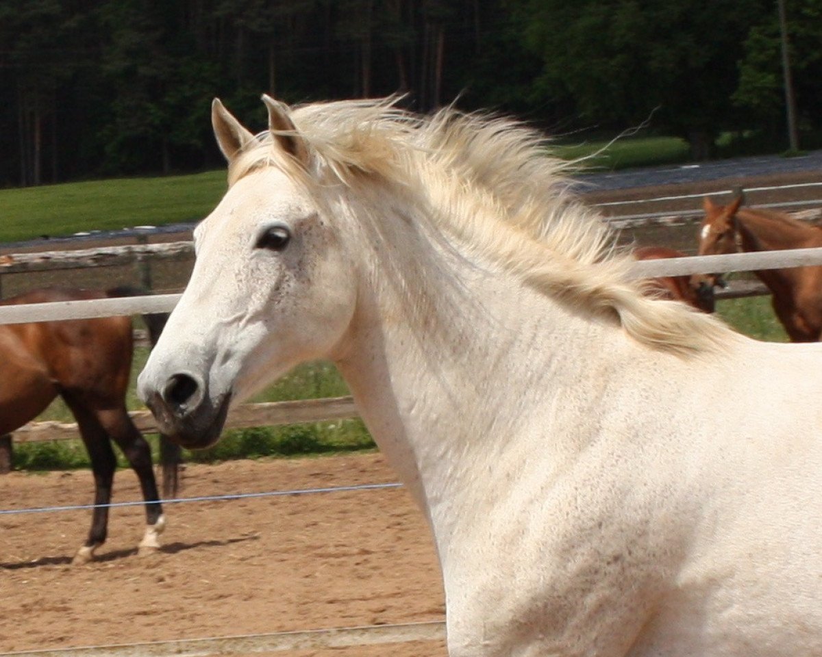 Zuchtstute Lena IV (Trakehner, 1998, von Puschkin R)