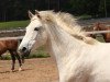 broodmare Lena IV (Trakehner, 1998, from Puschkin R)